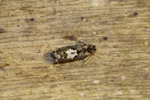 Pammene argyrana